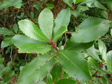 Feuilles persistantes, longues (jusqu'à 10 cm), elliptiques et irrégulièrement dentées. Luisantes, elles rappellent celles du laurier. Agrandir dans une nouvelle fenêtre (ou onglet)